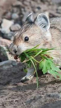 Meet the Pika: The Cute Animal Built for Extreme Cold