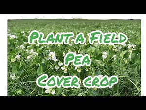 Cover crop basics- Field peas