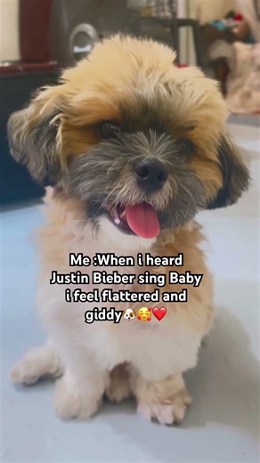 I’m so flattered and giddy to JB🐶😊❤️🥰
