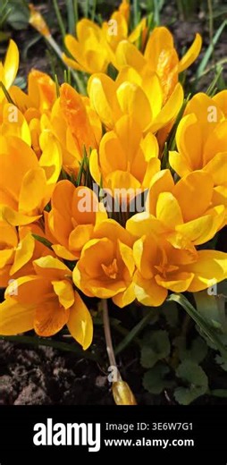 A vibrant group of yellow crocuses swaying slightly in the breeze. Handheld static shot with shallow depth of field, natural sunlight, and rich textures of flower petals. Ideal for spring season themes, Easter projects, and nature backgrounds Stock Video Footage - Alamy