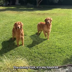 I Found Abandoned Puppies! 🥺💔 | Joey Graceffa