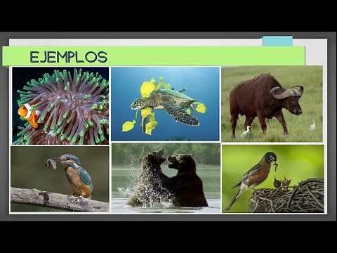 Relaciones o interacciones ecológicas