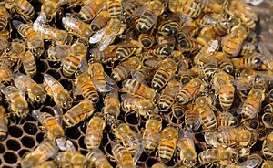 Ask an expert: Yes, honey bees poop. But moving their hives is not an easy task