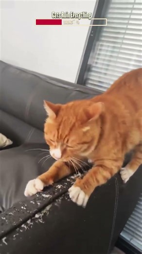 Cats Destory Everything | Algorithm Cleanse