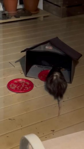 Dolly Possum showed up for dinner last night. She loves dry cat food, and the kitties love watching Dolly! I think Chet wanted to go play with her! | Everly Cat Haven | Facebook