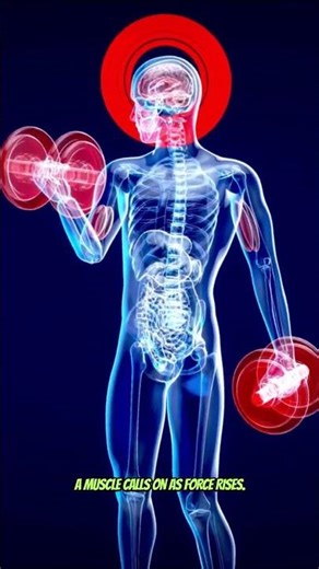 Understanding Motor Unit Recruitment and Conduction Velocity in Diagnostic Clinical Electromyography