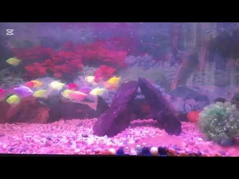Relaxing Fish Tank Video - perfect for stress relief and calm mind