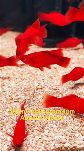 What Happens When You Add a RED EYE SWORDTAIL FISH to Your Aquarium?