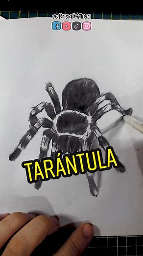 Cómo Dibujar una Tarántula en Pasos Sencillos