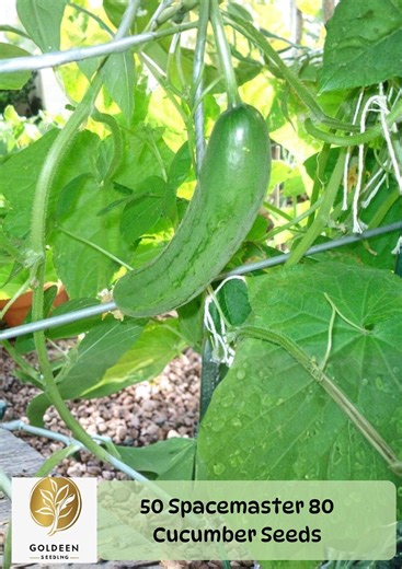 50 Spacemaster 80 Cucumber Seeds | Compact Bush Cucumber Seeds | Heirloom Slicing Cucumber | Container Garden Vegetable - Etsy