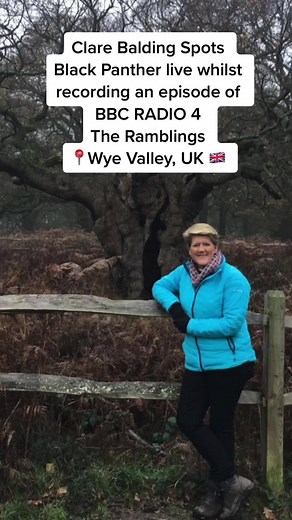 BBC Presenter @clarebaldingofficial spots a Black Panther whilst recording an episode of #bbcradio4 #theramblings #bigcatsuk #bigcatsightings #wyevalley #blackpanther #britishbigcats #britishwildlife #clarebalding #fy