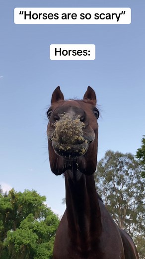 Silly and Goofy Horse Videos on TikTok