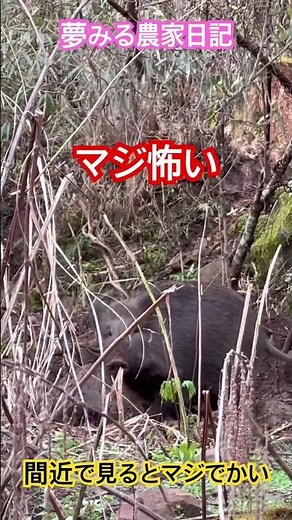 【マジ怖い】ついに田んぼを荒らすイノシシを罠で捕まえました #農家 #農業 #現代農業