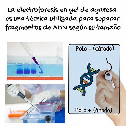 Electroforesis en Gel de Agarosa EN 1 MINUTO