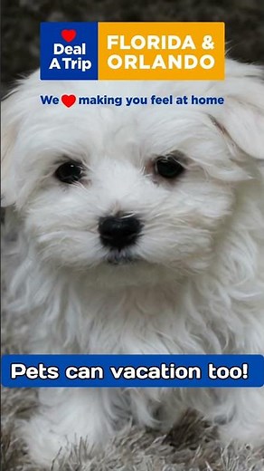 Pet friendly Vacation Rental Homes in Orlando Florida.