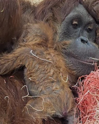 As a critically endangered species, each Sumatran orangutan birth is precious and filled with hope for the future. We are thrilled to have Keeper Angie on the Fort Wayne Zoo team, who is also the Orangutan Species Survival Plan Program Coordinator for the Association of Zoos and Aquariums. Listen in as she shares her experience as baby Raya begins her journey as an amazing ambassador for her species! | Fort Wayne Zoo
