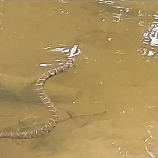 Northern Water Snake Taking a Swim