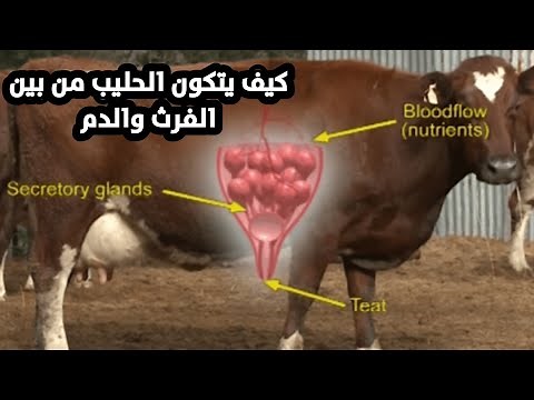 كيف يتم تكون الحليب من بين الفرث والدم؟ شاهد الإعجاز القرآني