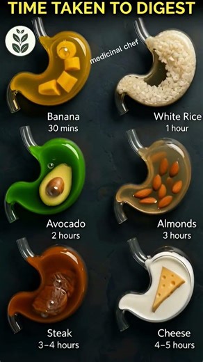 How Long Does It Take to Digest Different Foods? | Digestion Time Guide