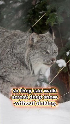 Lynxes Don’t Sink in Snow — Here’s Why!