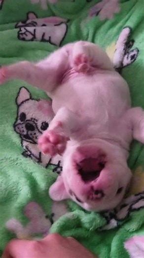 big Mac the baby Frenchie 😃😃 #frenchbulldog