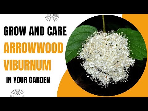 Growing Arrowwood Viburnum:A Native Shrub for Stunning Landscapes