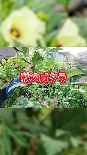 秋のオクラ栽培でハマキムシを補殺して長く収穫！#shorts