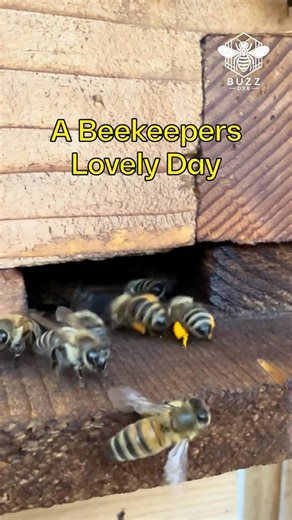 A Beekeeper’s Lovely Day | Honey, Wax & Little Golden Moments