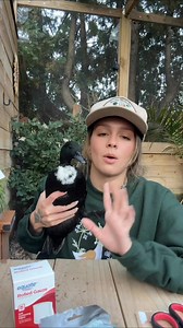 Bumble foot treatment video as promised! This case is very mild - and it’s always important to remember I’m just your regular backyard flock keeper, not a vet, but I do understand how many people struggle to get vet access to these animals so hopefully this can help some! #ducks #callducks #ducksofinstagram #petducks #homestead #ducksoffacebook | Cheese and Quackers Homestead