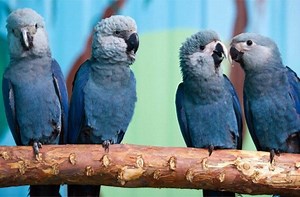 The Macaws who inspired the character Blu in the animated film 'Rio' have gone extinct in the wild