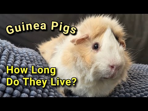 How Long Do Guinea Pigs Live?
