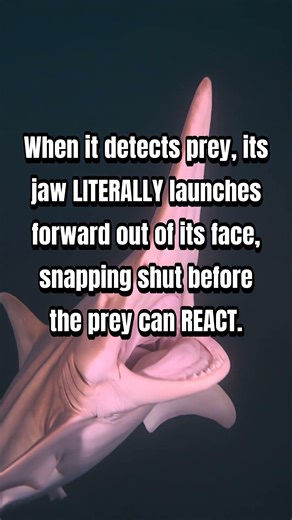 This Shark Can Launch Its Jaw Forward To Catch Prey #shorts #animals #science