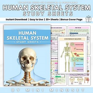 Human Skeletal System Worksheets | Science Activities & Study Guide for Grades 4