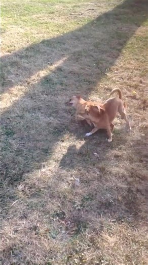 Playing Outside #dogs #cute #playing #pets #dachshund #chihuahua #love #outdoors #backyard #playtime