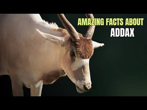 Amazing facts about ADDAX