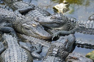 These Texas Lakes Are Crawling With Alligators