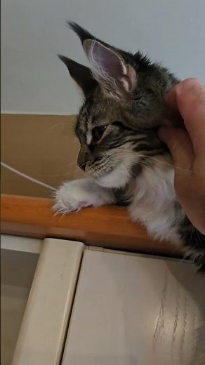 Majestic Maine Coon With Lynx Type Ears !! #cat #mainecoon #cute #fyp