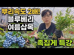 Double the Rooting Speed During Rainy Season: Masterclass on Summer Blueberry Propagation