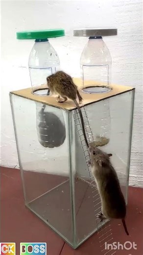 Best homemade mouse trap ideas // Mouse trap 2#rat #rattrap #mousetrap #shorts