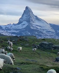 Tondre le gazon, méthode suisse... 🐑 📍Stellisee, Zermatt Matterhorn 🎥 https://www.instagram.com/michelphotography_ch/ | Switzerland