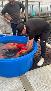 8.3K views · 7.9K reactions | Moving giant koi fish by hand 勞 #japan #fish #koi #fishing #koifish | Fitz's Fish Ponds | Facebook