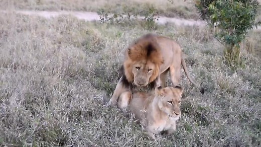 Lion Breeding Behavior Explained