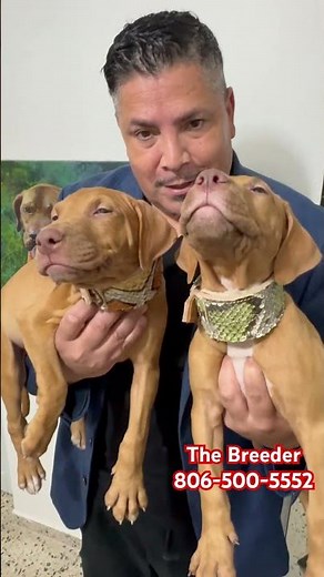 💥 “Best Pitbull Breeder” “ Red nose pitbull puppies” we deliver all over the USA 123Pitbulls.com