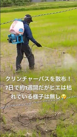 約2反の田んぼに一面のヒエ！クリンチャーバス散布1週間💊ヒエは枯れる様子なし😢#お米作り #農業 #耕作放棄地 #雑草対策