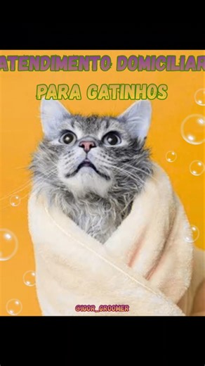 Vem ficar por dentro das melhores dicas pro seu amigo de quatro patas 🐾❤️ #pets #groomer #gatos