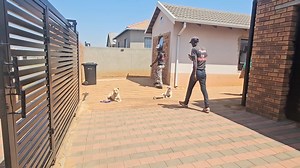 1.2K views · 17 reactions | Well Done to K9 Tyson and K9 Sky on...