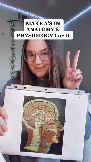 Effective Study Tips for A&P 1 and 2 | Get A's with These Techniques!