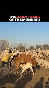 Life in the cattle camp revolves around daily routines that keep both people and animals healthy. Herders gently blow air near the cow’s hindquarters to help her relax and release milk. Milking follows — a vital task, since milk is the community’s main source of food. Cow dung is gathered and burned to create smoke that repels insects and provides warmth, while ash is rubbed onto bodies and cattle to protect against bugs, heat, and the sun. Urine is also collected and used for washing, valued fo