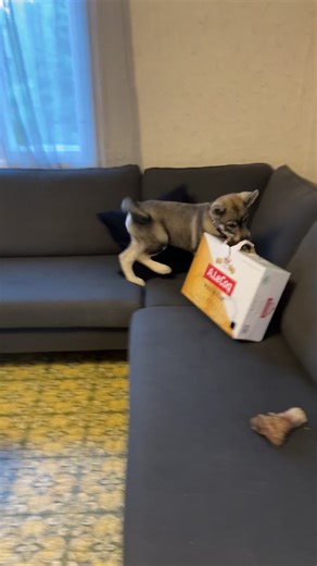 Paras lelu ikinä - Jämthundin koiranpentuleikit