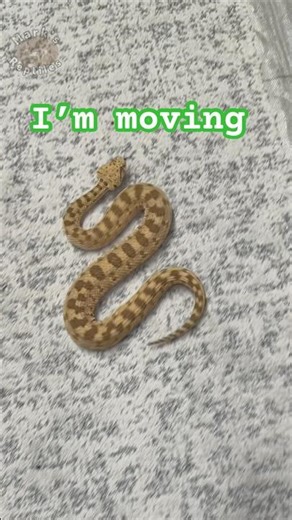 Sidewinding Desert Horned Vipers!!